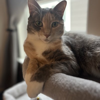 Lilo