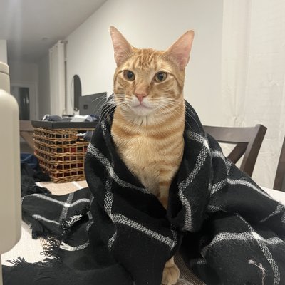 Simba